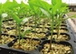 72 υδροπονικό πλαστικό ανάπτυξης Microgreen τρυπών που φυτεύει το δίσκο με την τρύπα αγωγών