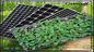 Μαύρος πλαστικός δίσκος σποροφύτων PVC δοχείων CP μεγάλων κλώνων πατωμάτων με το θόλο για Microgreens