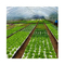 160 τρύπες επιπλέων φύλλων EPS EPP για την καλλιέργεια λευκών φυτικών λαχανικών