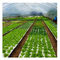 50/120/160/200 Τρυπές επιπλέουσες σπόρους για την καλλιέργεια λαχανικών χωρίς χώμα
