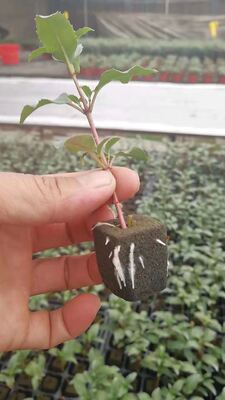 32, 50, 98, 108, , 200 Δίσκοι σποράς, δίσκοι σποράς, θήκες φυταρίων